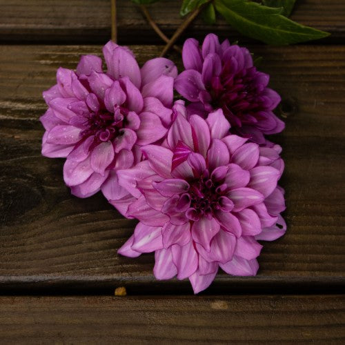 Blue Bell Dahlia Tuber