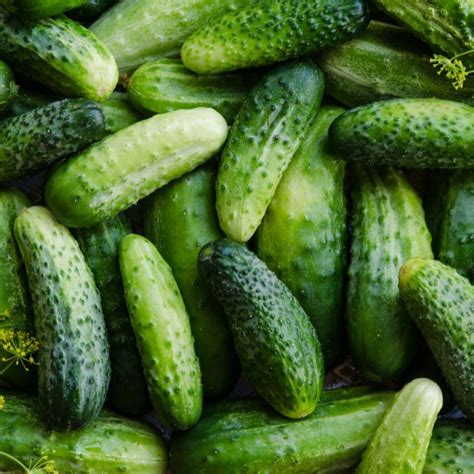 Boston Pickling Cucumber Plant