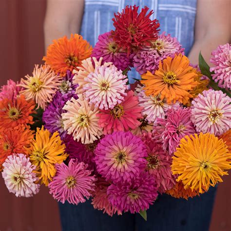 Cactus Zinnia 6 pack