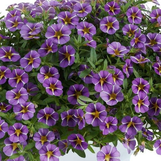 Calibrachoa Colibri Bling Purple