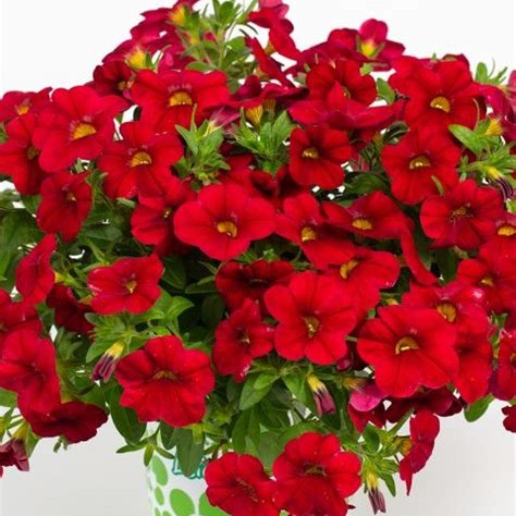 Calibrachoa Calitastic Bright Red