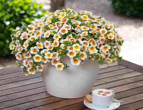 Calibrachoa Calitastic Cappuccino