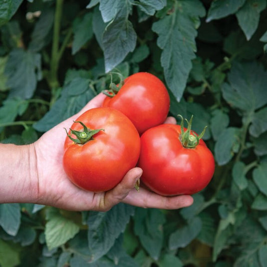 Celebrity Plus Tomato Plant