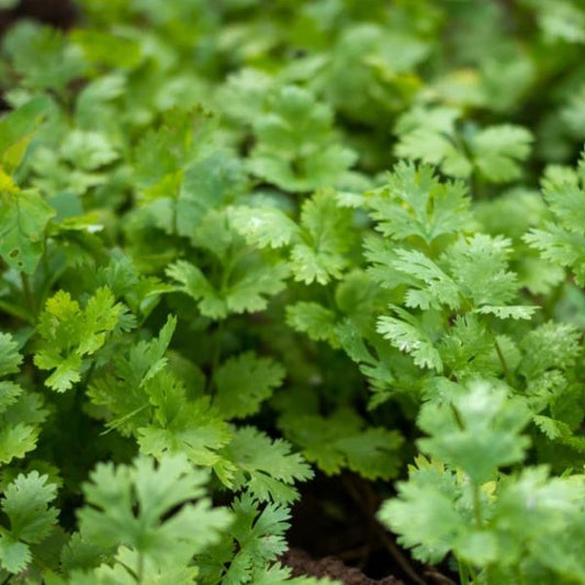 Cilantro Herb- See options