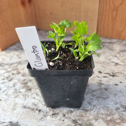 Cilantro Herb- See options