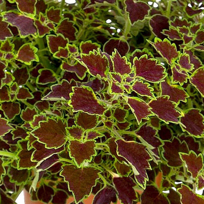 Coleus- Great Falls Niagra