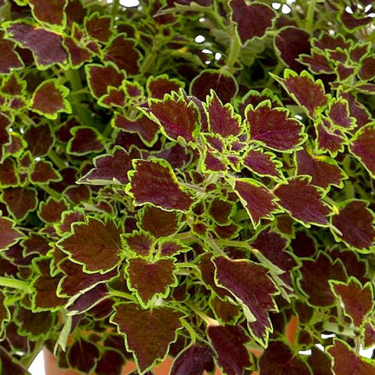 Coleus- Great Falls Niagra
