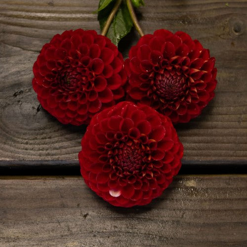 Cornel Red Dahlia Tuber