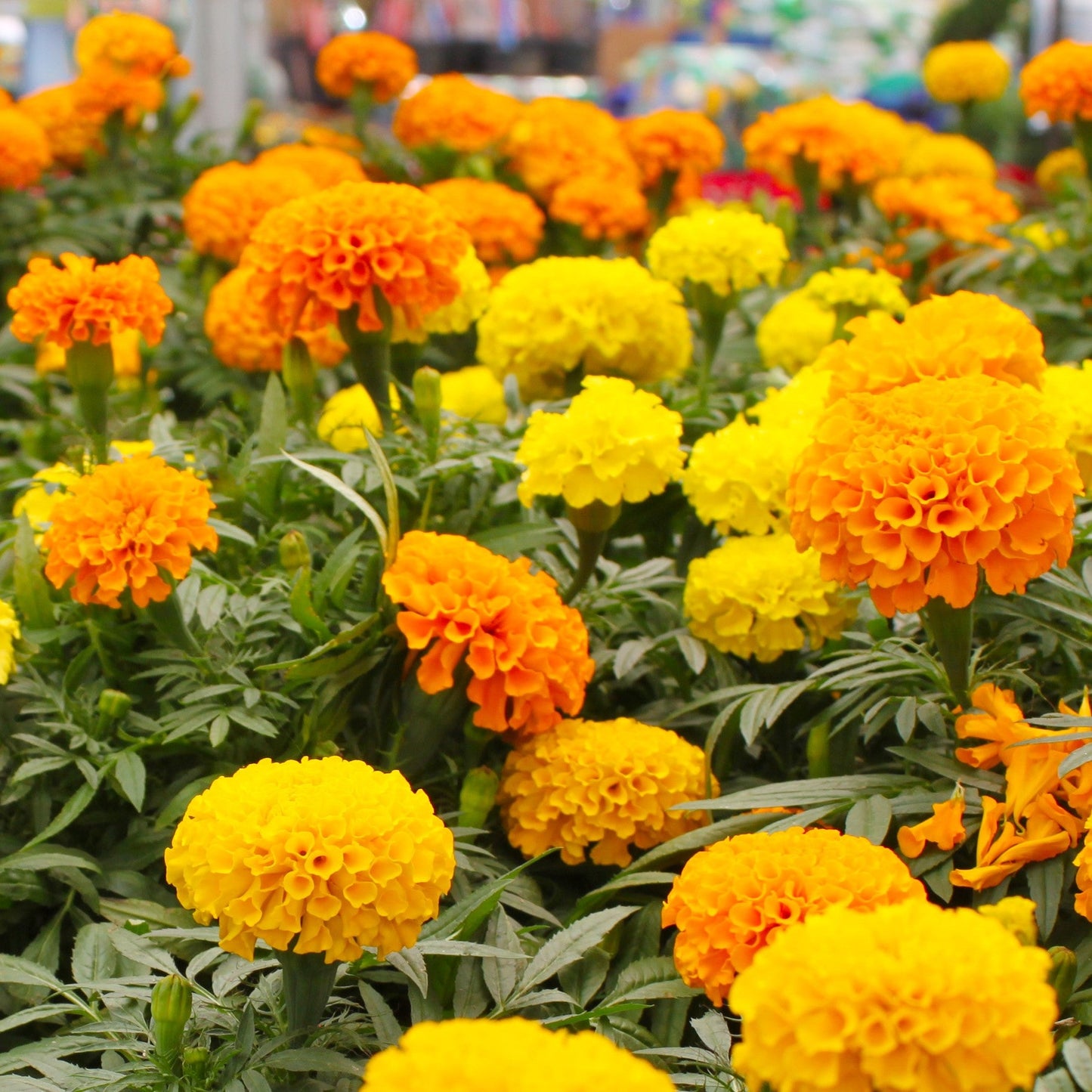 Marigolds- Crackerjack 6-pack