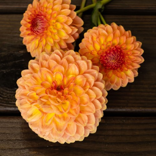 Crichton Honey Dahlia Tuber