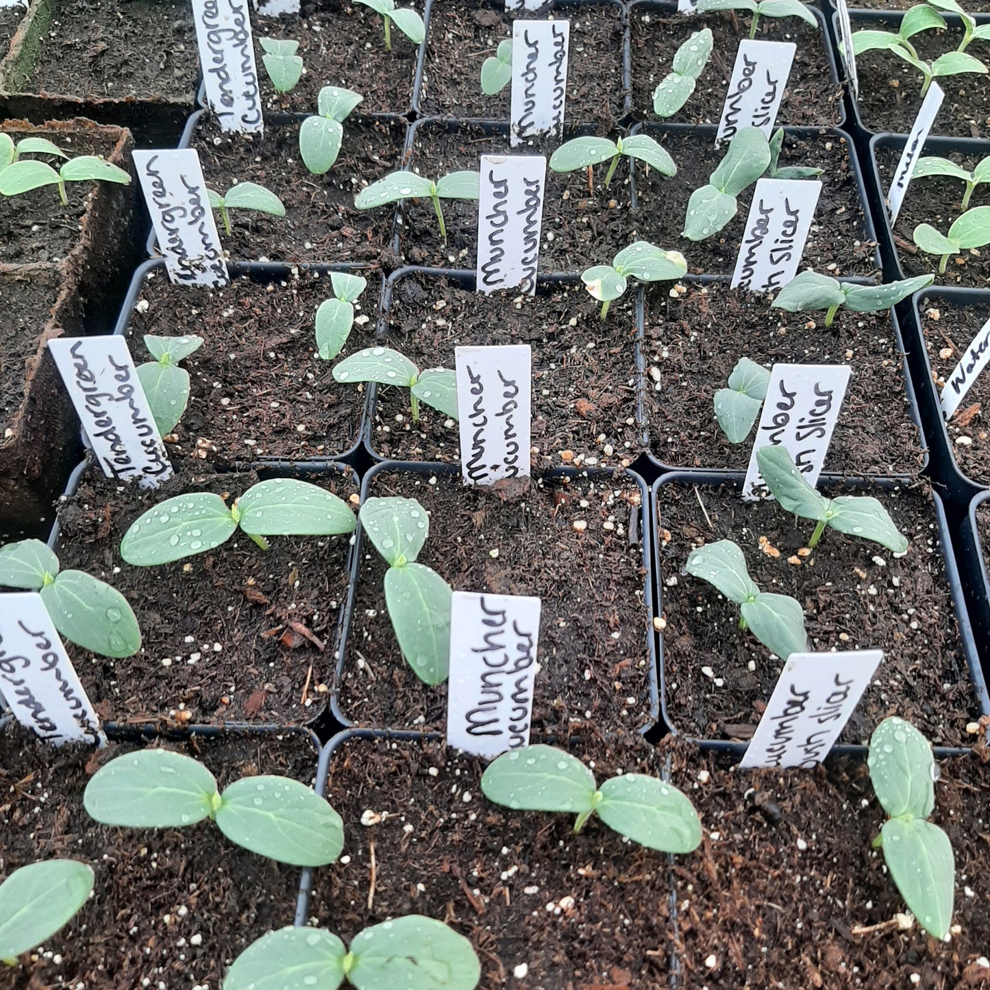 Cucumber Starts in 4" pots- see varieties- (Local Only Please)