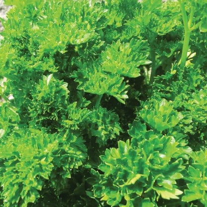Parsley Herb Plant (choose flat leaf or curled)