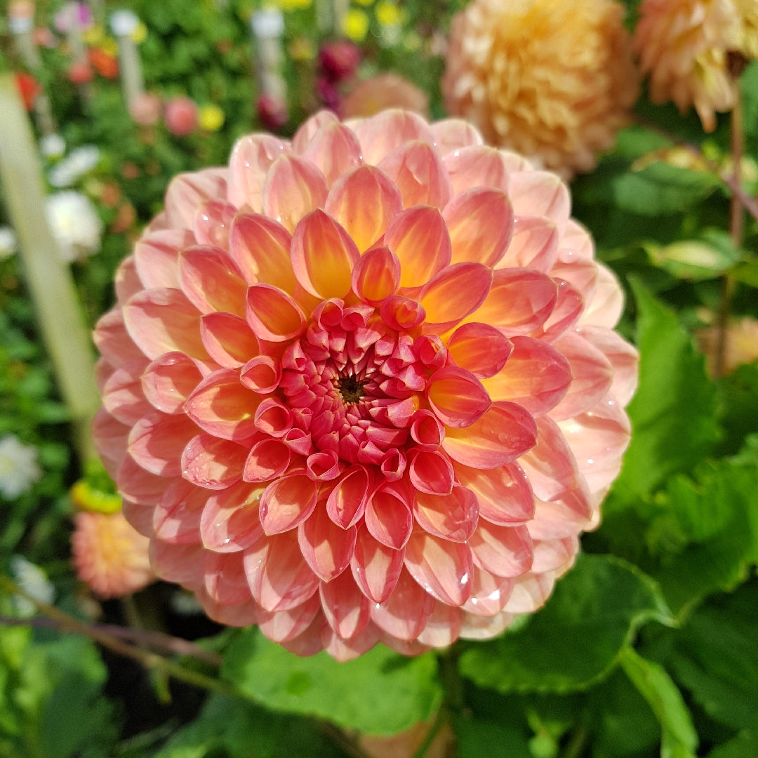 Hillcrest Suffusion Dahlia Tuber