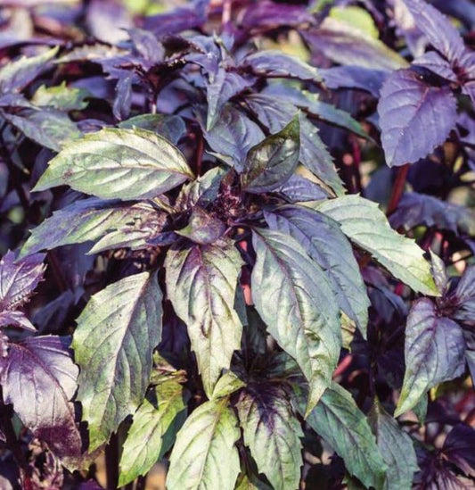 Purple Basil Herb Plant