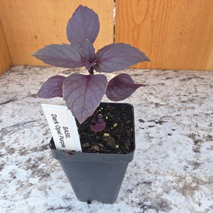 Purple Basil Herb Plant