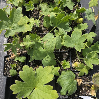 Pacific Giants Delphinium Perennial Plant