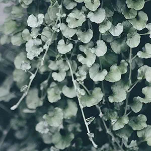 Dichondra Silver Falls Plant