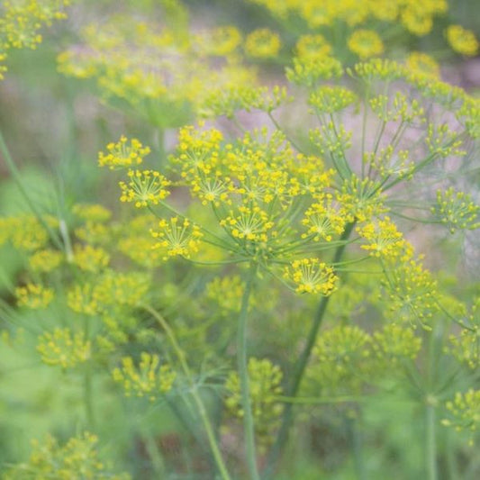 Dill Herb Plant- See Options