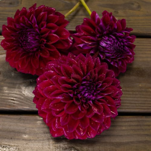 Diva Dahlia Tuber