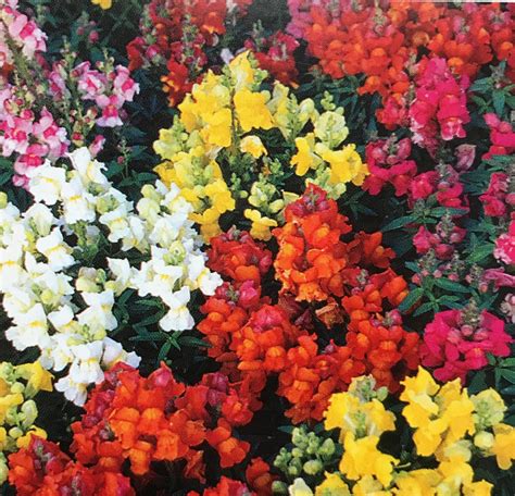 Dwarf Magic Carpet Snapdragons 4 packs