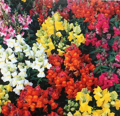 Dwarf Magic Carpet Snapdragons 4 packs