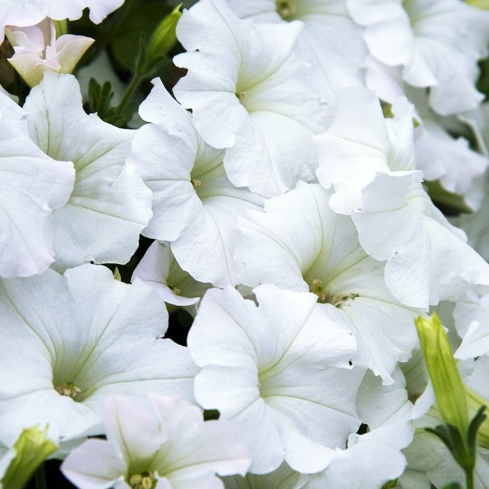 Easy Wave Petunia- White 6 pack