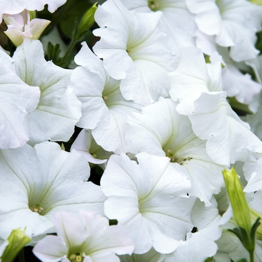 Easy Wave Petunia- White 6 pack