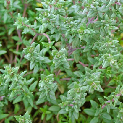 English Thyme Herb Plant