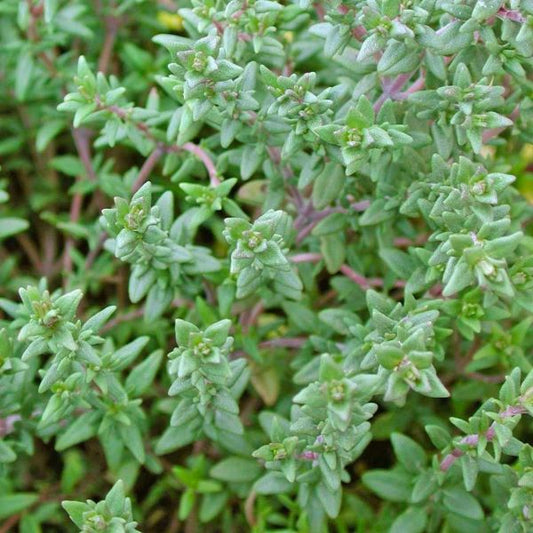 English Thyme Herb Plant