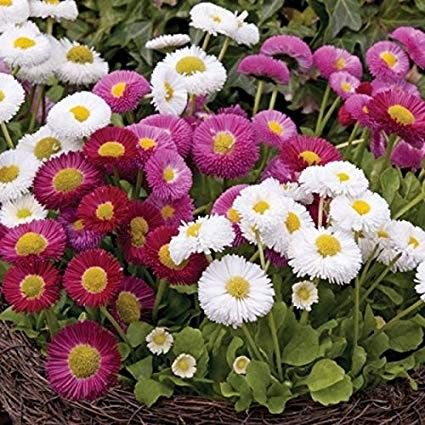 English Daisy Perennial 4 packs