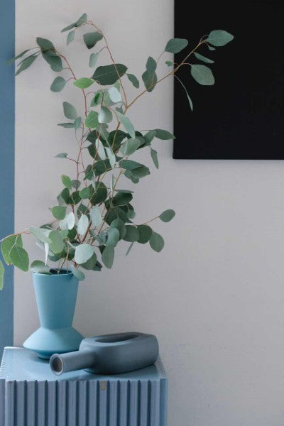 Silver Plate Eucalyptus Plant