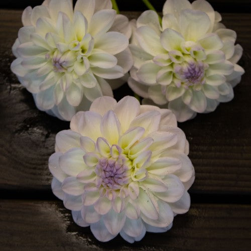 Eveline Dahlia Tuber