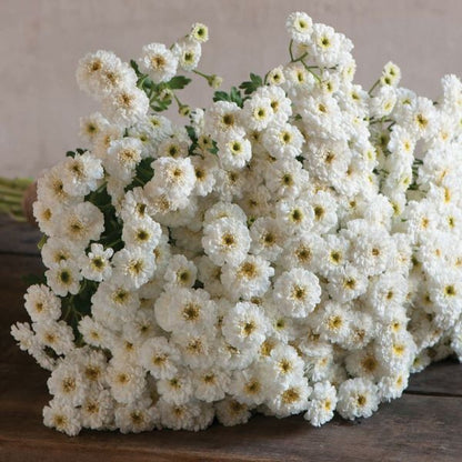 Feverfew Plant