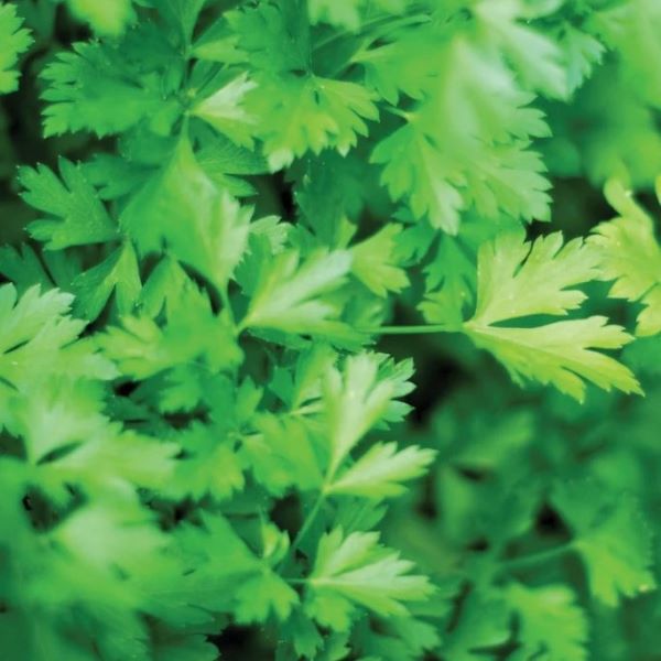 Parsley Herb Plant (choose flat leaf or curled)