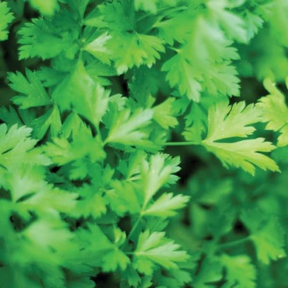 Parsley Herb Plant (choose flat leaf or curled)