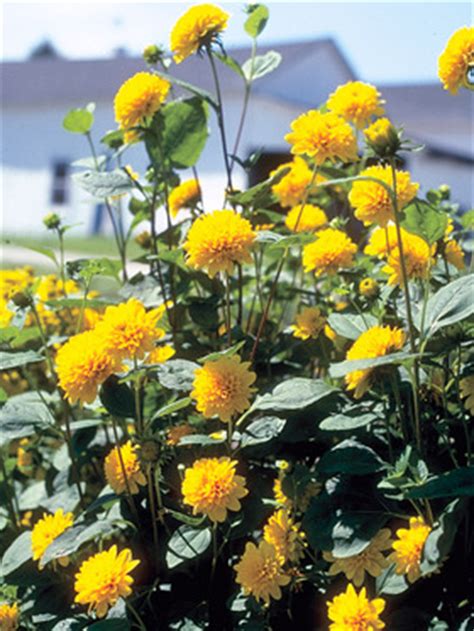 Flore Plano Perennial Sunflower Plant