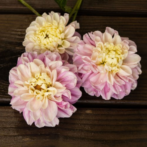 Fluffles Dahlia Tuber