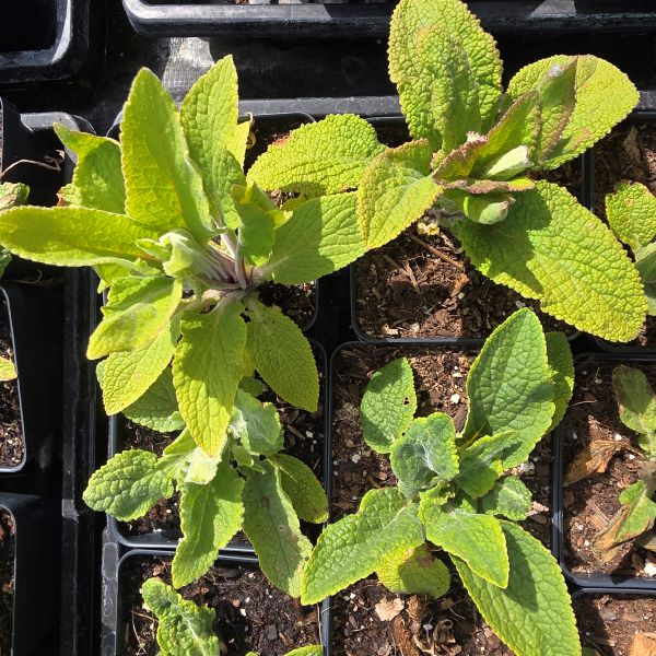 Excelsior Foxglove Mix Perennial Plant