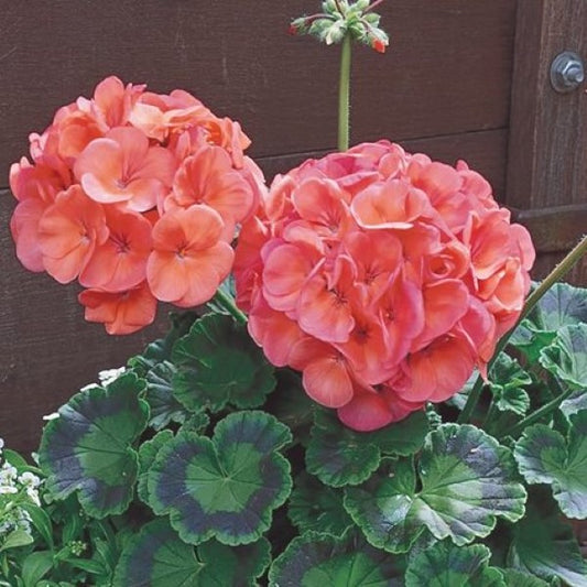 Maverick Coral Geranium Plant