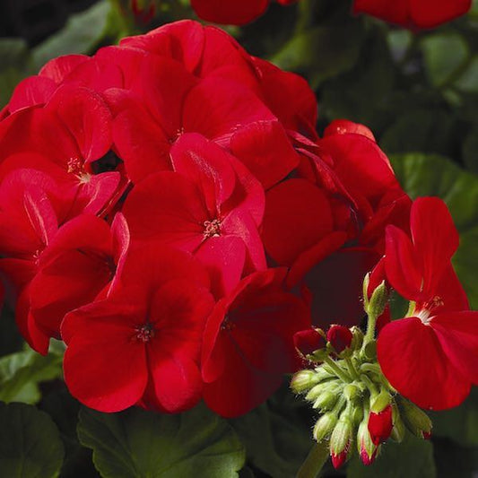 Maverick Red Geranium Plant