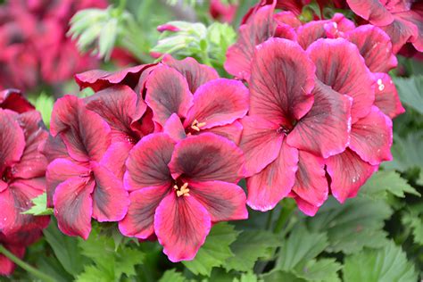 Geranium- Regal Elegance Burgundy
