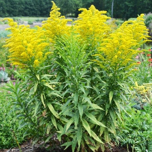 Salidago Perennial Plant
