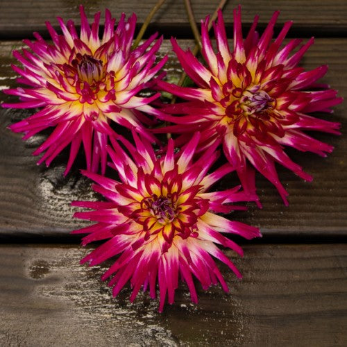 Hollyhill Starburst Dahlia Tuber