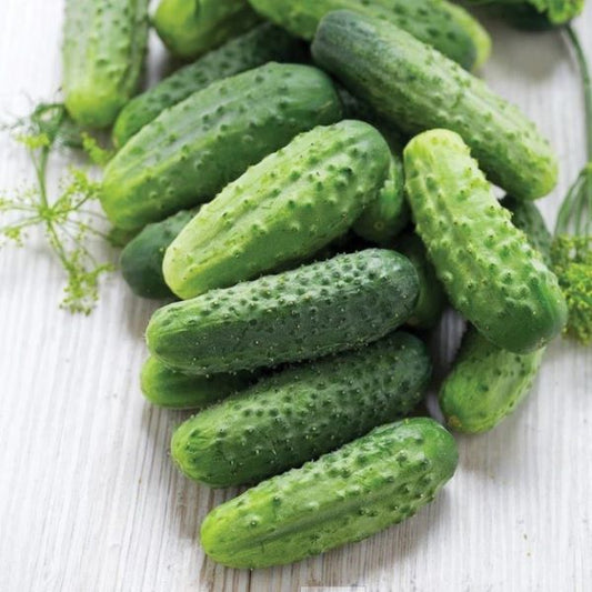 Homemade Pickles Pickling Cucumber