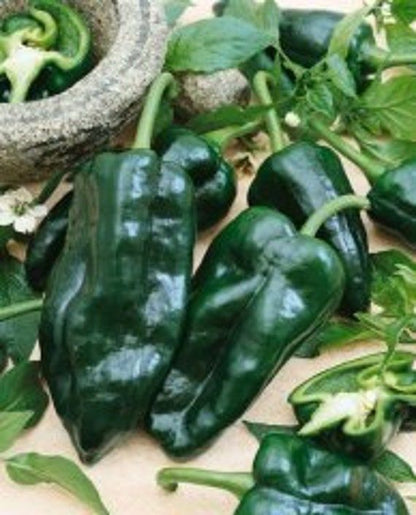 Rancho Ancho Poblano Pepper