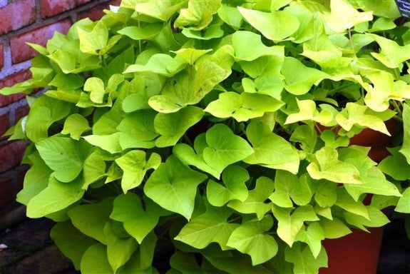 Sweet Potato Vine Marguerite Ipomea Plant