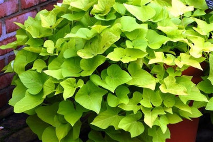 Sweet Potato Vine Marguerite Ipomea Plant
