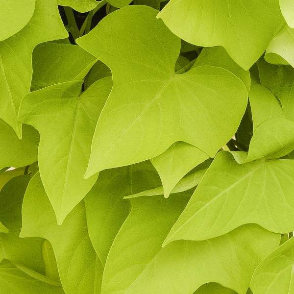 Sweet Potato Vine Marguerite Ipomea Plant