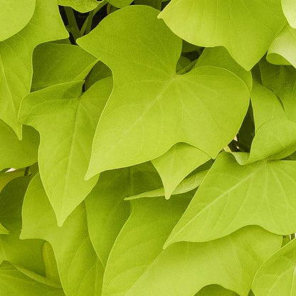 Sweet Potato Vine- Margarita