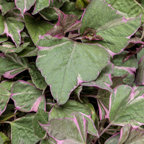 Sweet Potato Vine- Tricolor